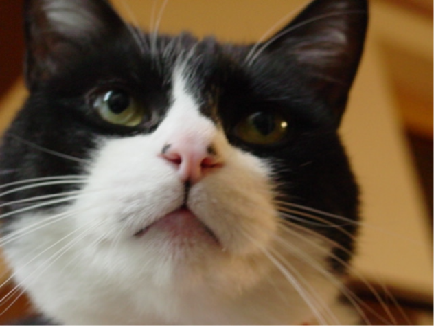 猫のガブリエル・ドロ・キドさん。目と耳の回りが黒、口元は白色。